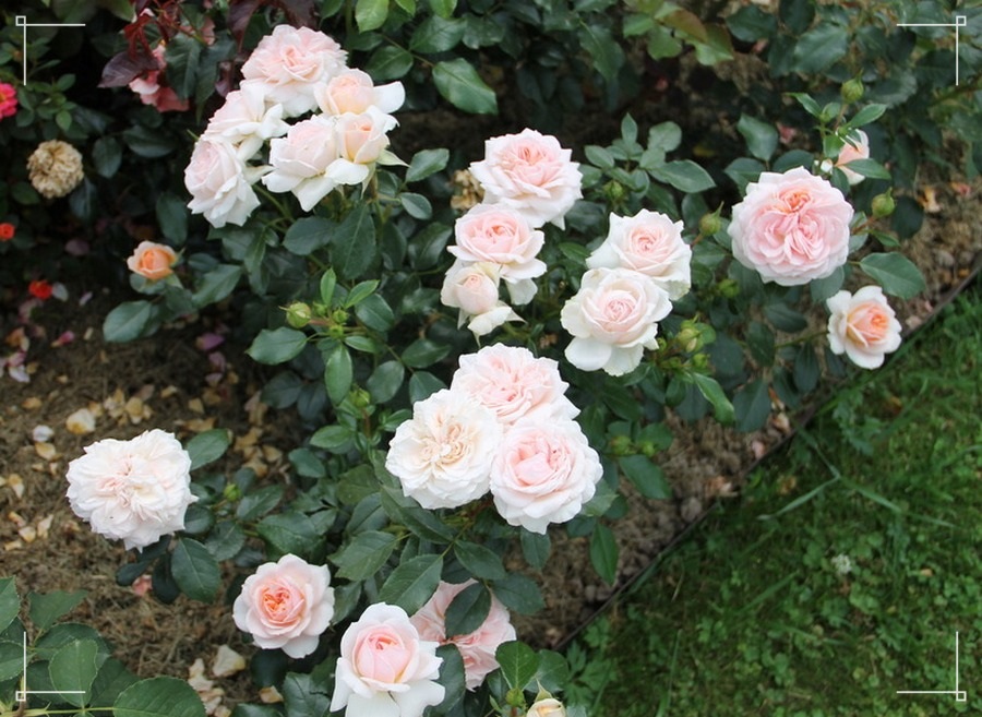 Garden of Roses róża rabatowa